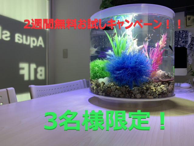 インフォメーション 水槽レンタルや熱帯魚水槽のレンタル 販売 セントラルヒルズ インフォメーション 水槽レンタルや熱帯魚水槽のレンタル 販売 セントラルヒルズ